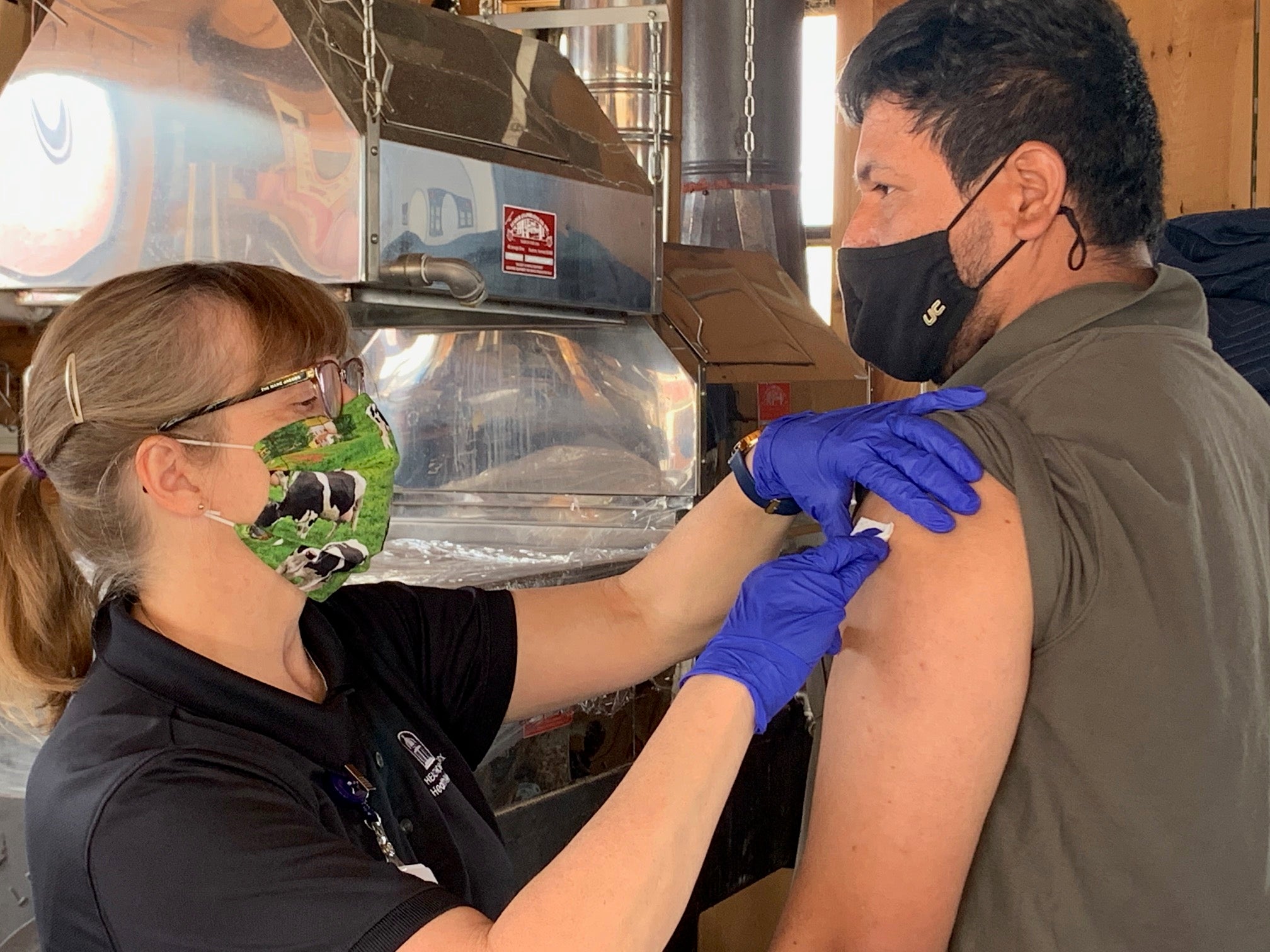 A farmworker is patched up after being vaccinated at the dairy farm where he works.