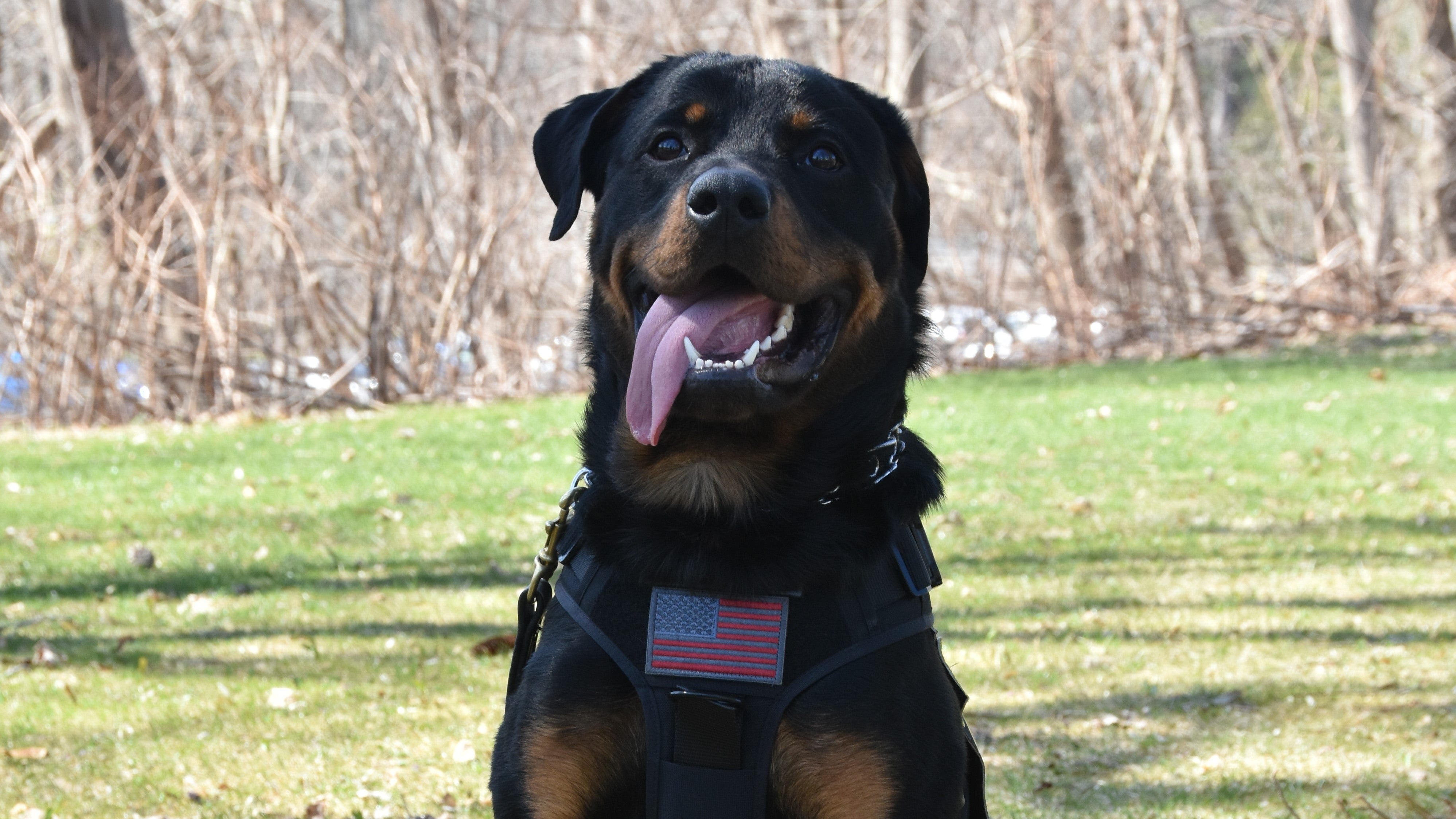 Meet Remi, Bassett’s Latest Addition to Its Expanding K-9 Security Force