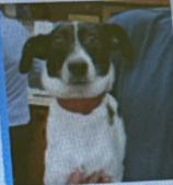 Spruce, a Border Collie-Beagle mix dog